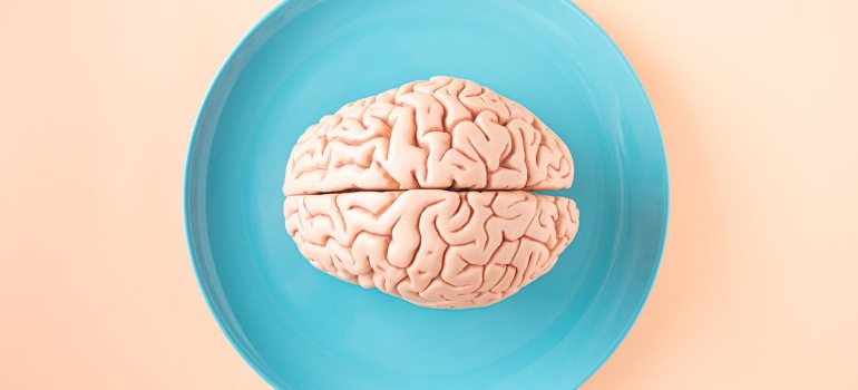 a human brain model placed on a blue plate, viewed from above against a pastel background
