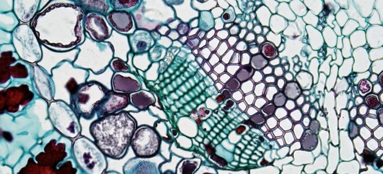 close-up view of cells recovery peptides work on