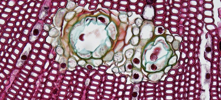 colorful microscopic view showing cells and structure