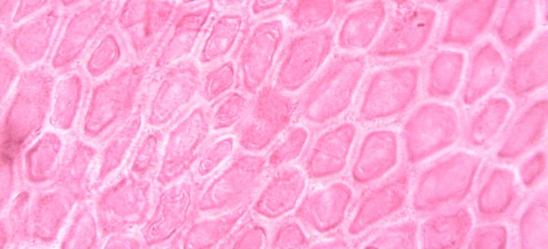 a vibrant and abstract close-up of plant cell structures under a microscope