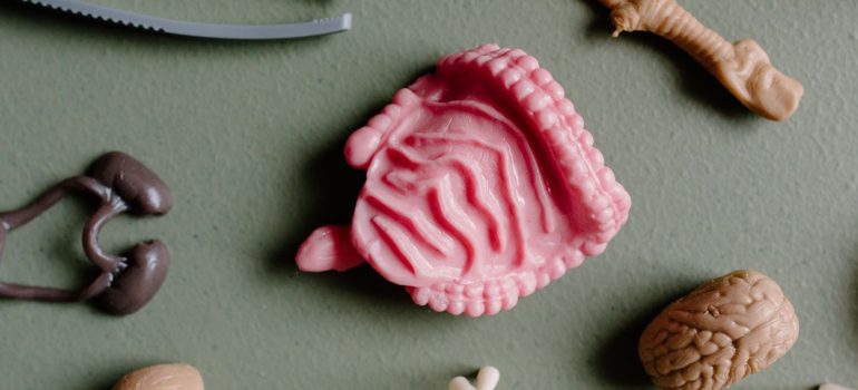 Flat lay of various educational plastic anatomy models including organs and bones for study
